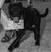 Mascota - 1