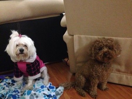 Nuestras mascotas!! - 2