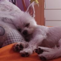 ¿Cómo se llama vuestra mascota? 🐶 - 1