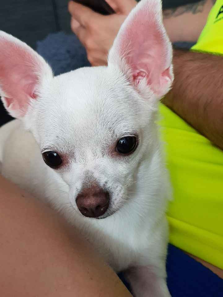 ¿qué hacemos con nuestros hijitos perrunos? - 1