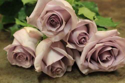Rosas color lavanda