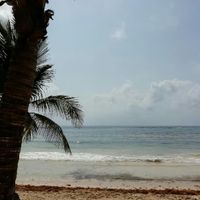 Algas en Riviera Maya - 1