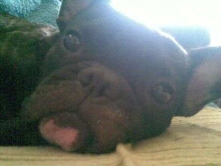 Nuestras mascotas!! - 1