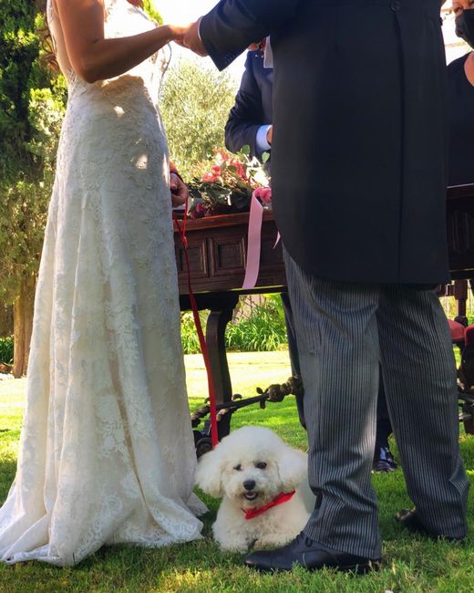 Perros en bodas....yes We Pet! 3