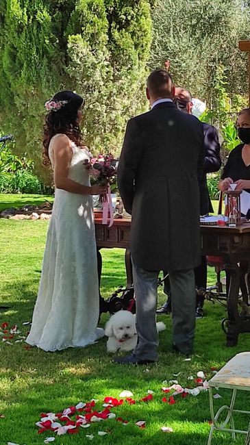 ¿Llevareis a vuestros perros a la boda? 2