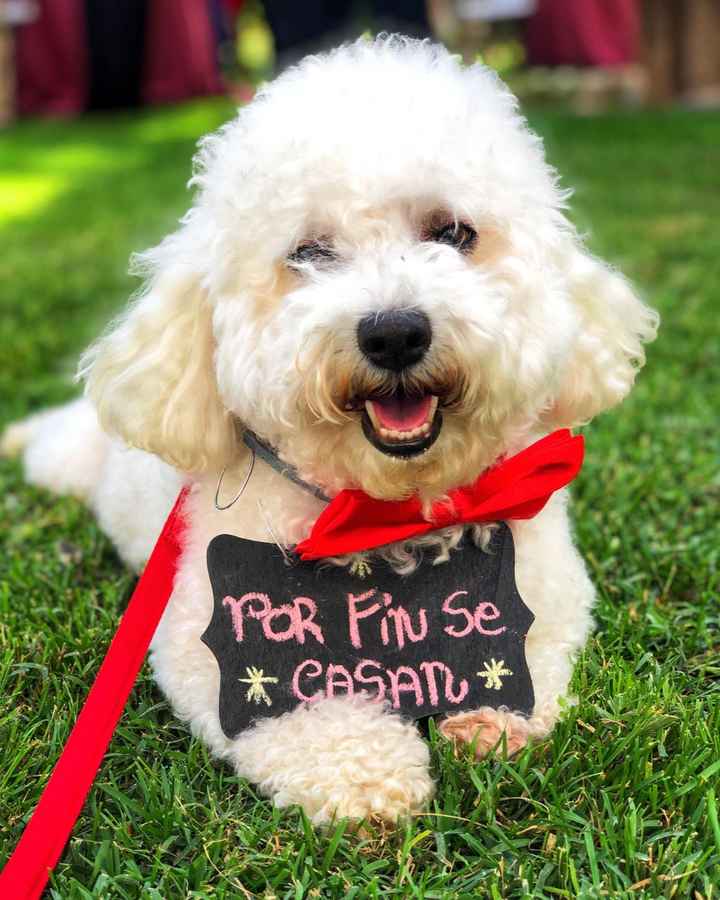 ¿Llevareis a vuestros perros a la boda? - 1