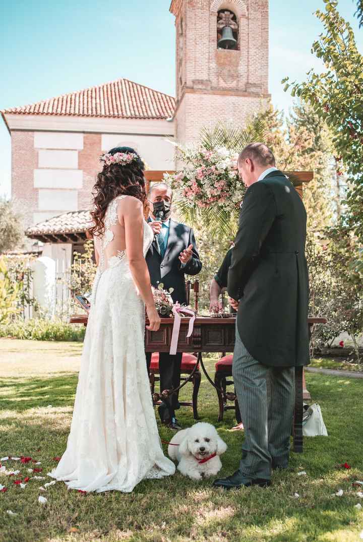 Perrita portadora de alianzas en ceremonia religiosa ¿que os parece? - 1