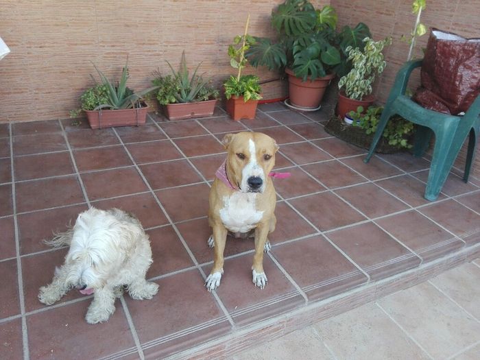 Preboda con nuestras mascotas??? - 1