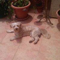 Preboda con nuestras mascotas??? - 3