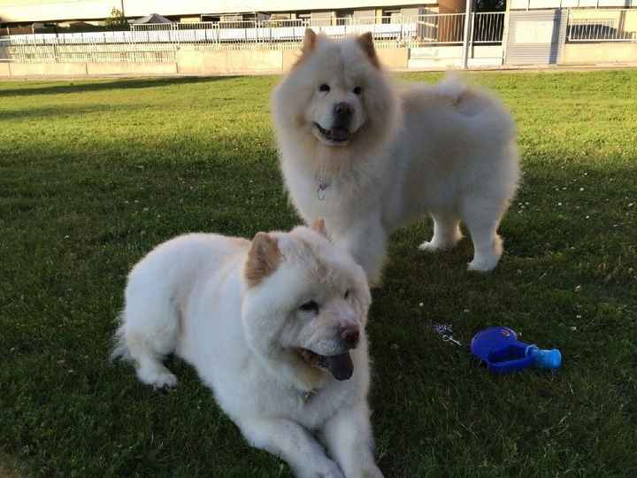 Preboda con nuestras mascotas??? - 1