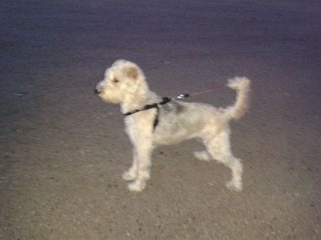 Nuestras mascotas!! - 2