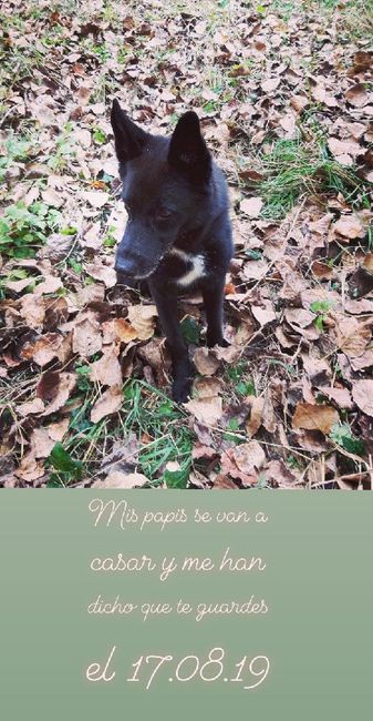 Mascota - 1