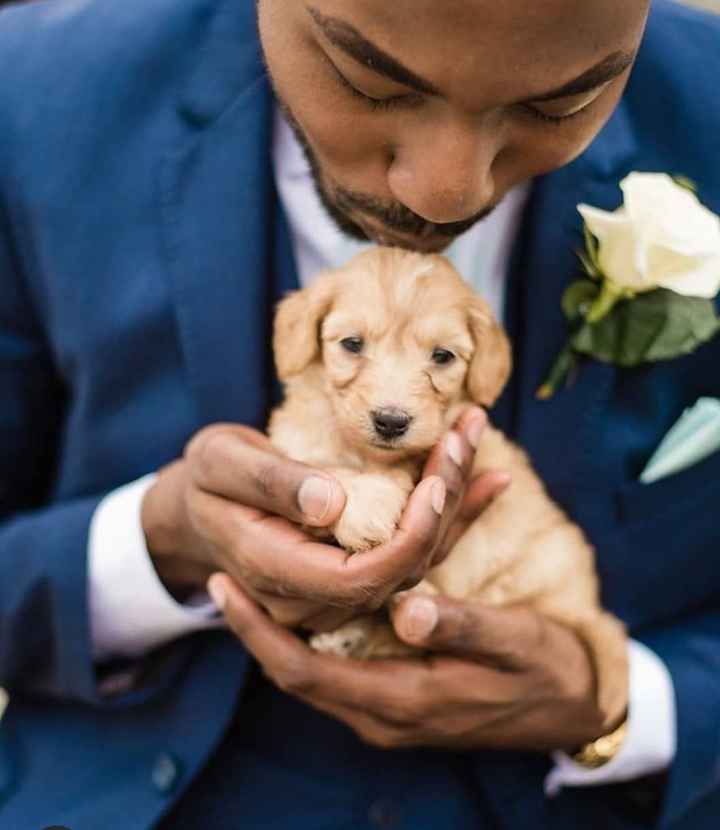 Mascotas en la boda 3