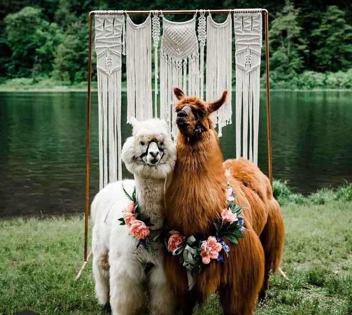 Mascotas en la boda 4