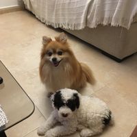 ¿Cómo se llama vuestra mascota? - 1