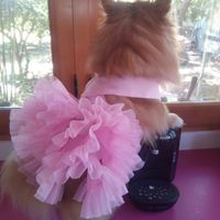 ¿Cómo se llama vuestra mascota? - 2