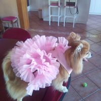 ¿Cómo se llama vuestra mascota? - 3