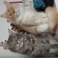 ¿Cuál de estas MASCOTAS te seduce? - 1