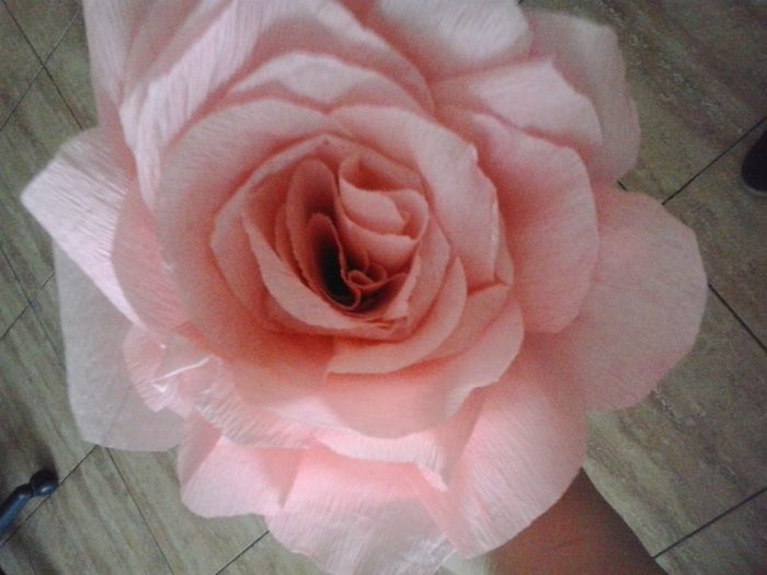 Mi rosa de papel pinocho