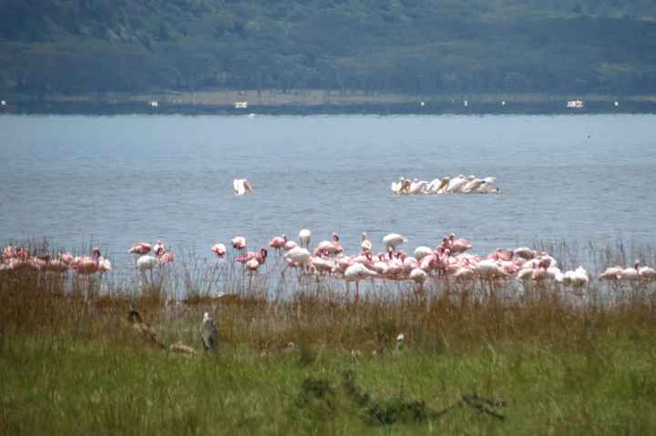 flamencos en el lago nakuru