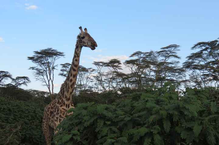 jirafa en el lago naivasha