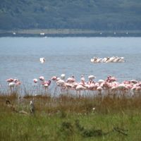 flamencos en el lago nakuru