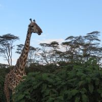 jirafa en el lago naivasha