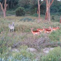 animales lago