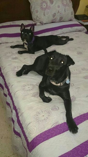 Nuestras mascotas!! - 1