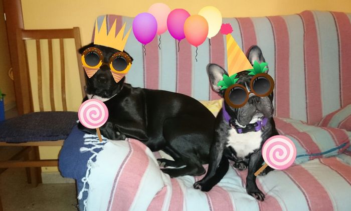 Nuestras mascotas!! - 2