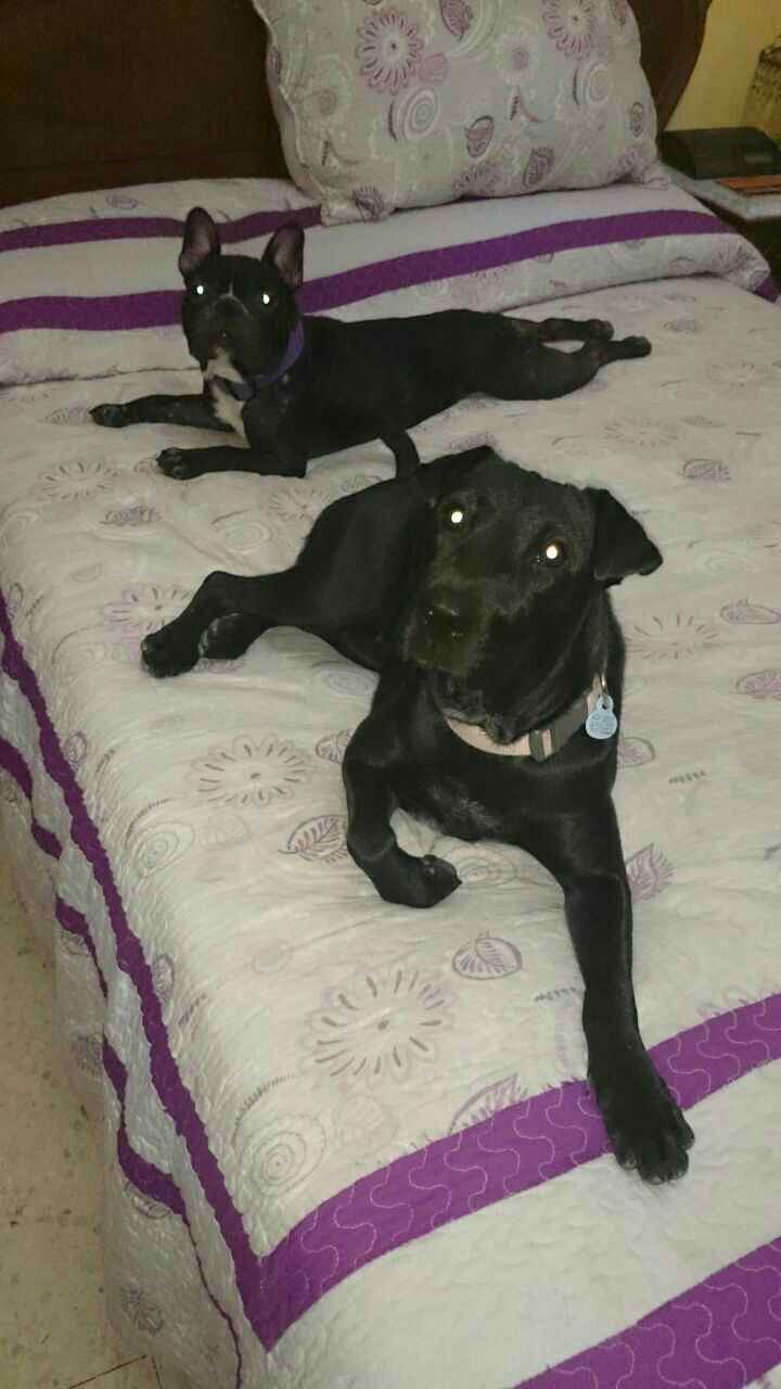 Nuestras mascotas!! - 1