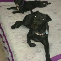 Nuestras mascotas!! - 1