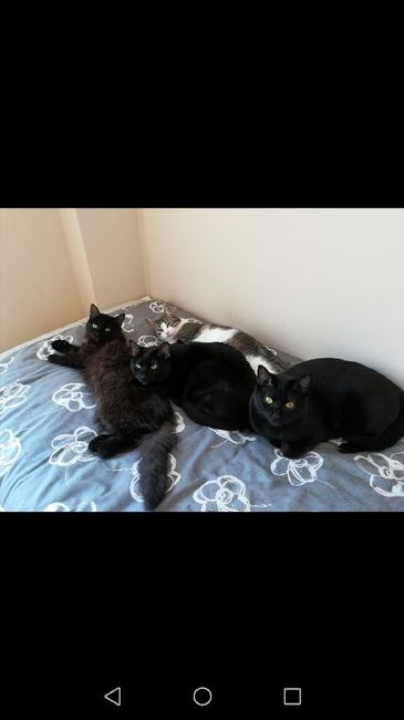 Nuestros peludos - 1