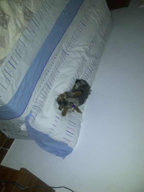 Mi perrita Sasha
