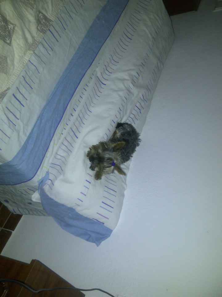 Mi perrita Sasha