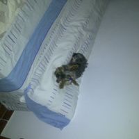 Mi perrita Sasha