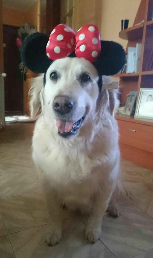 Ideas para boda con perros - 1