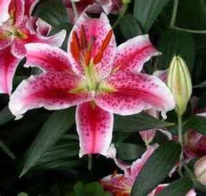 flores