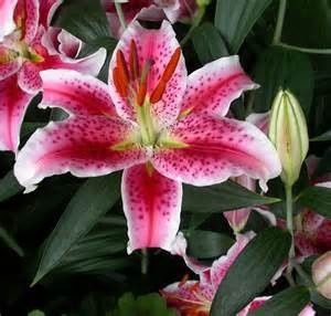 flores