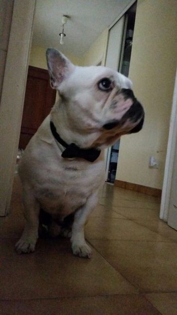 Nuestras mascotas!! - 1