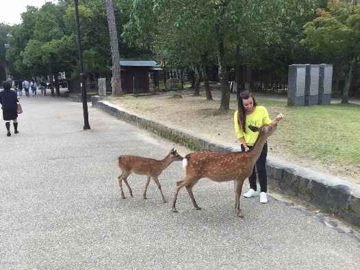 Ciervos en Nara (Japón)