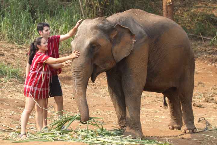 Patara elephant farm
