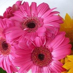 gerberas