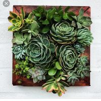 Decoración con plantas - 1