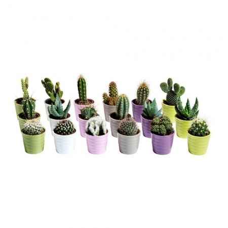 Plantitas de Ikea