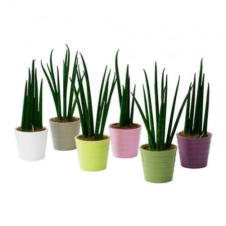 Plantitas de Ikea