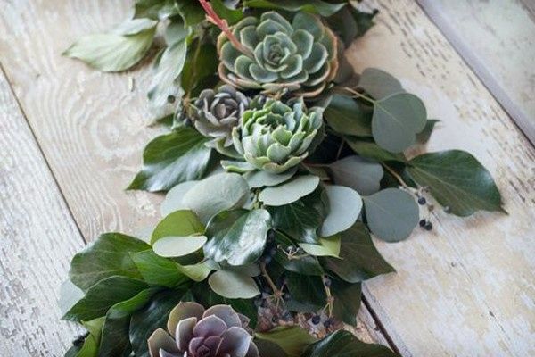 Echeverias para decorar
