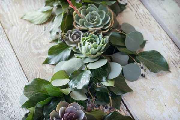 Echeverias para decorar