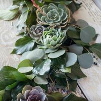 Echeverias para decorar