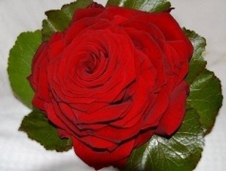 rosmelia roja